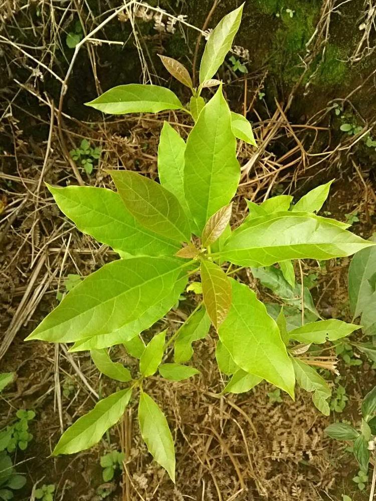 tree image