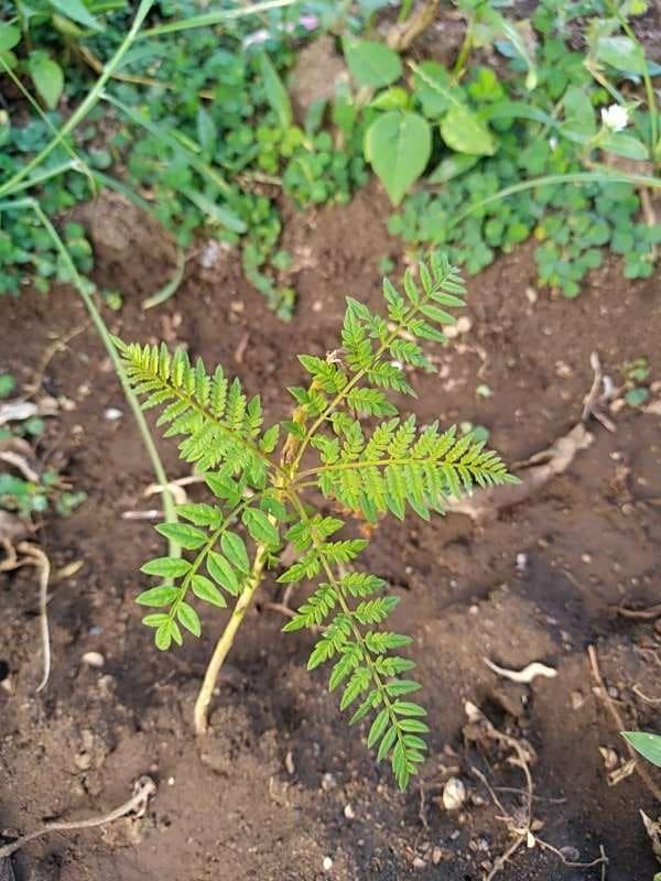 tree image