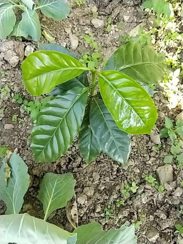 tree image