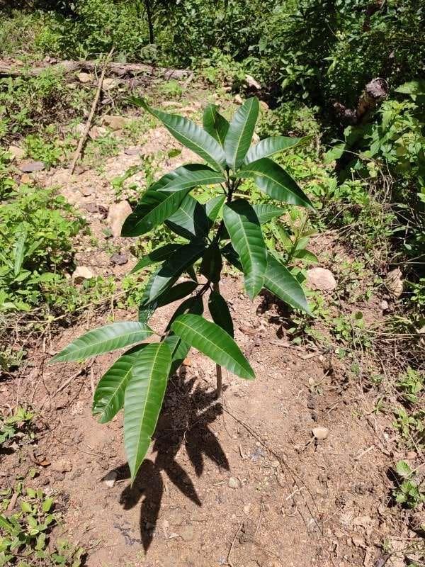 tree image