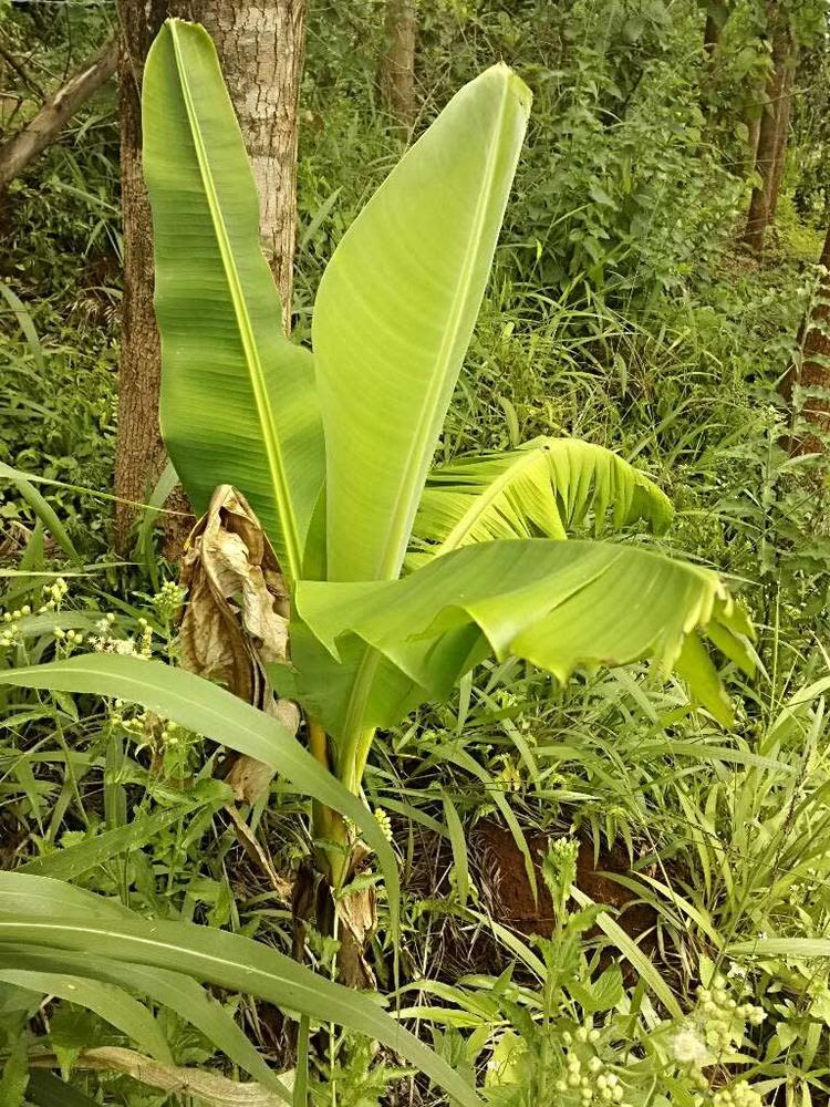 tree image