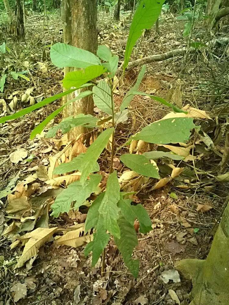 tree image
