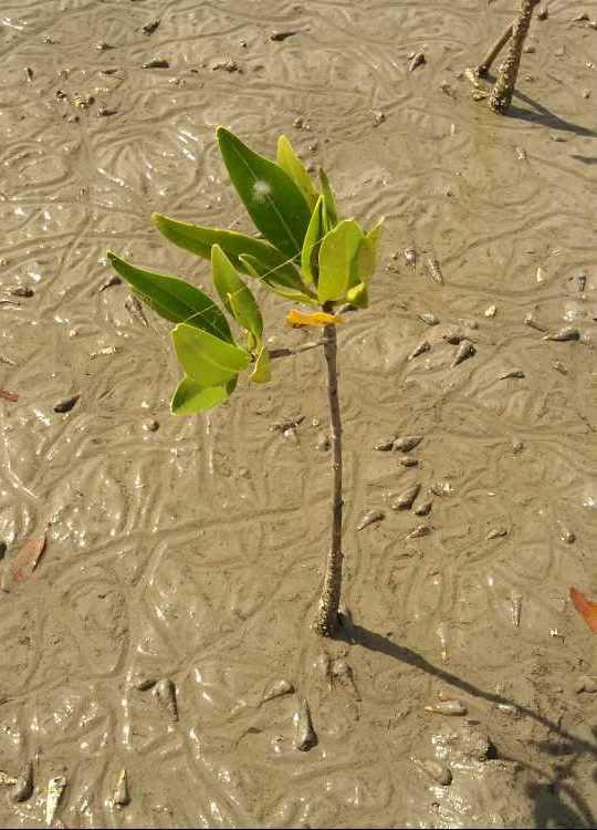 tree image
