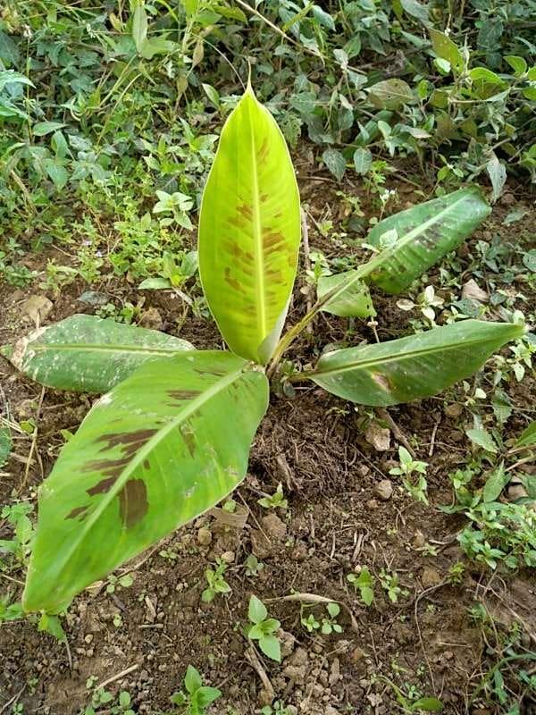 tree image