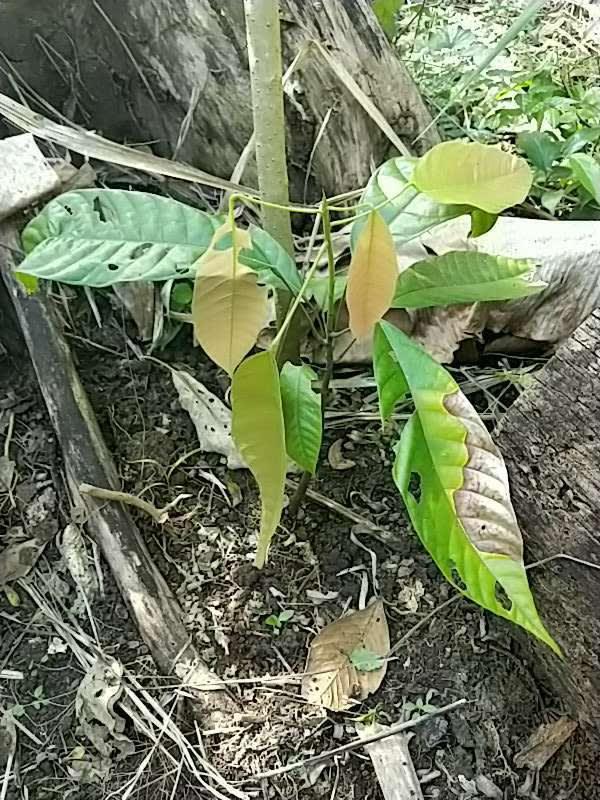 tree image