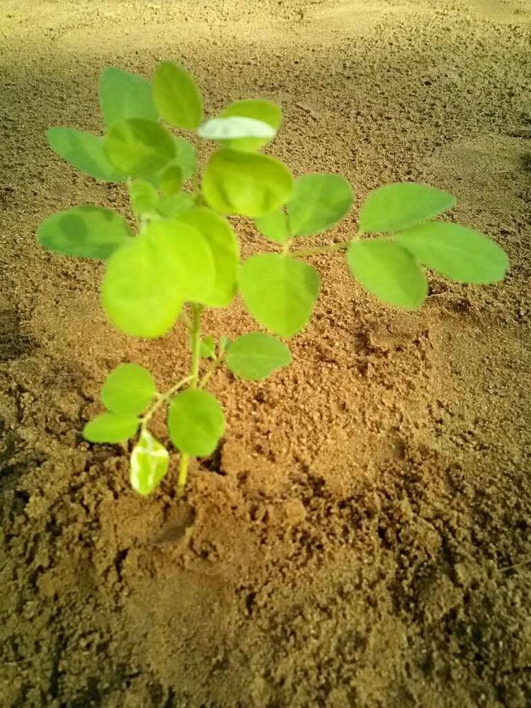 tree image