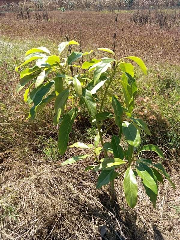 tree image