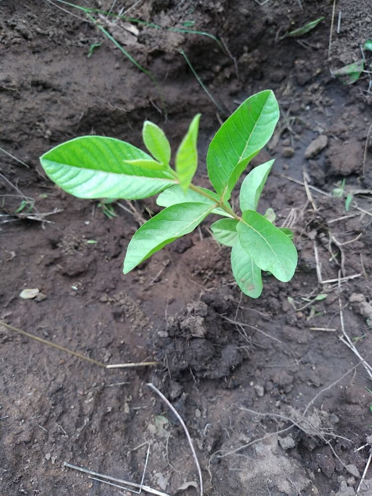 tree image