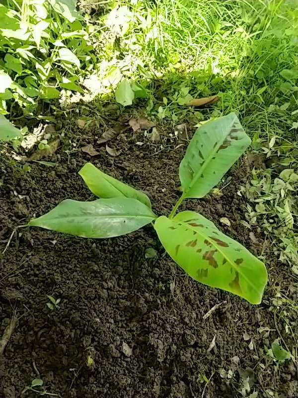 tree image