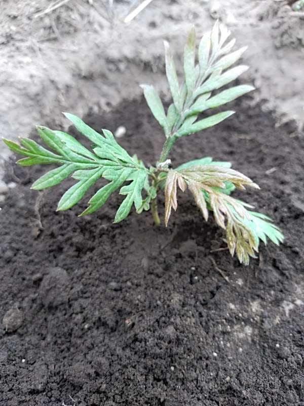tree image