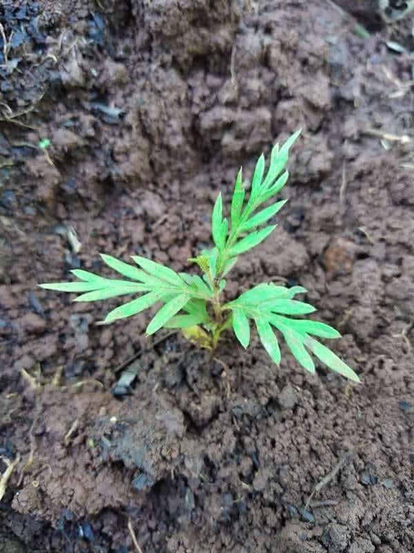 tree image