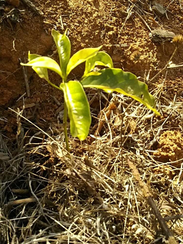 tree image