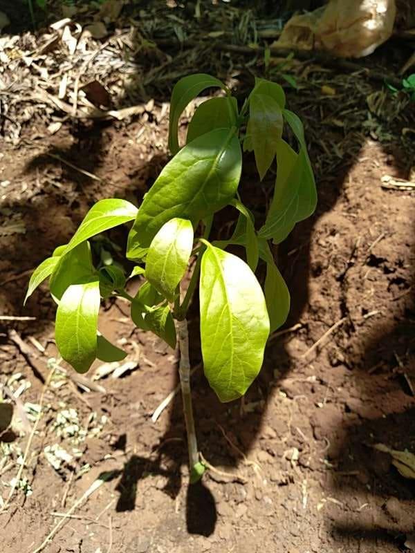 tree image