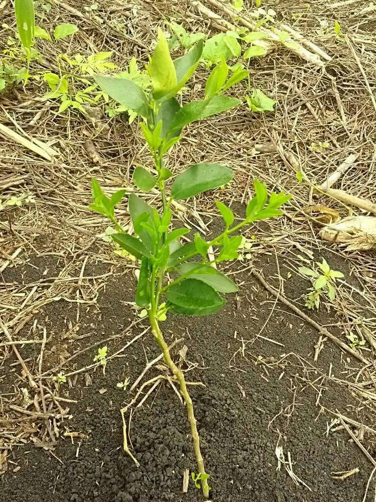 tree image
