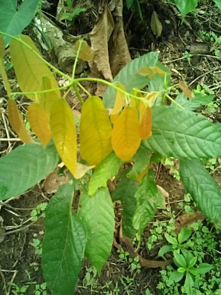 tree image
