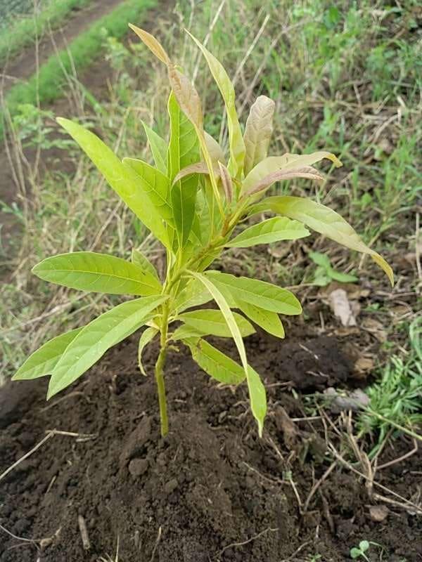 tree image