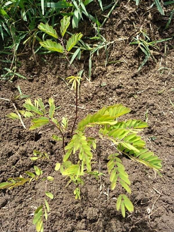 tree image