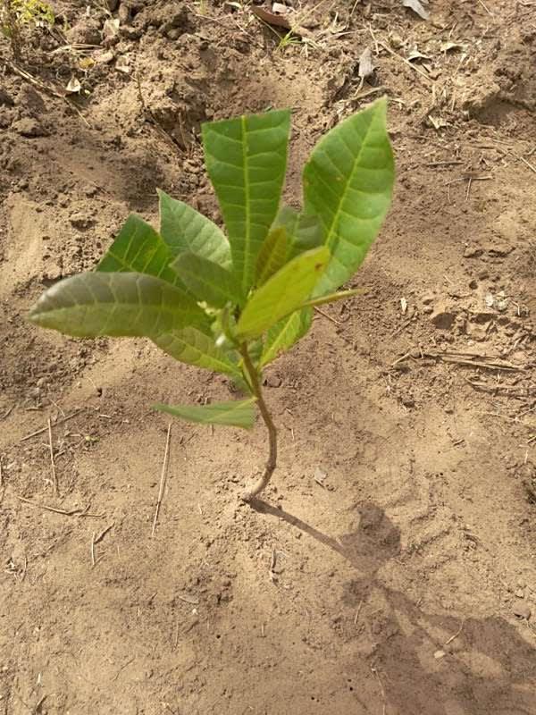 tree image