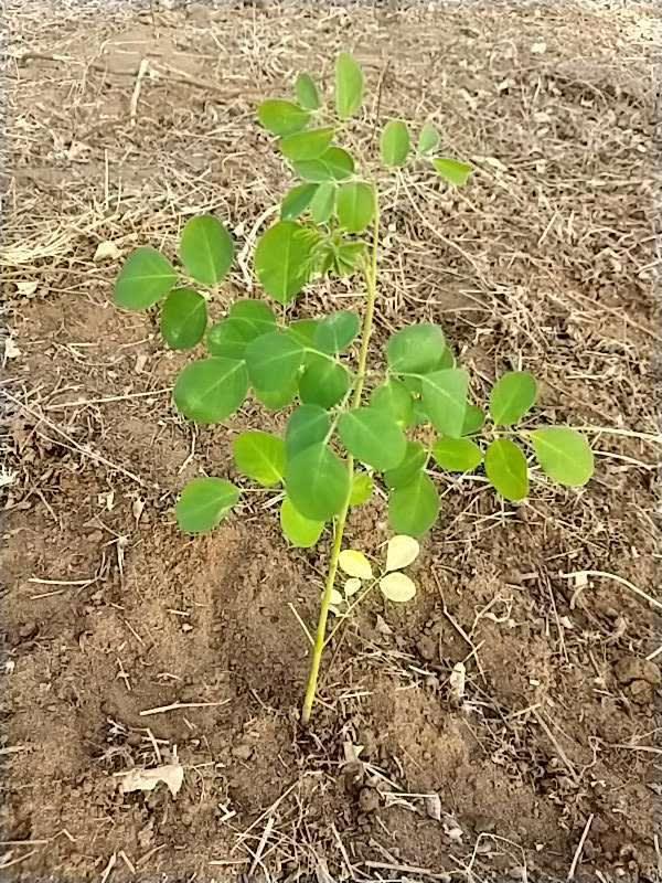 tree image