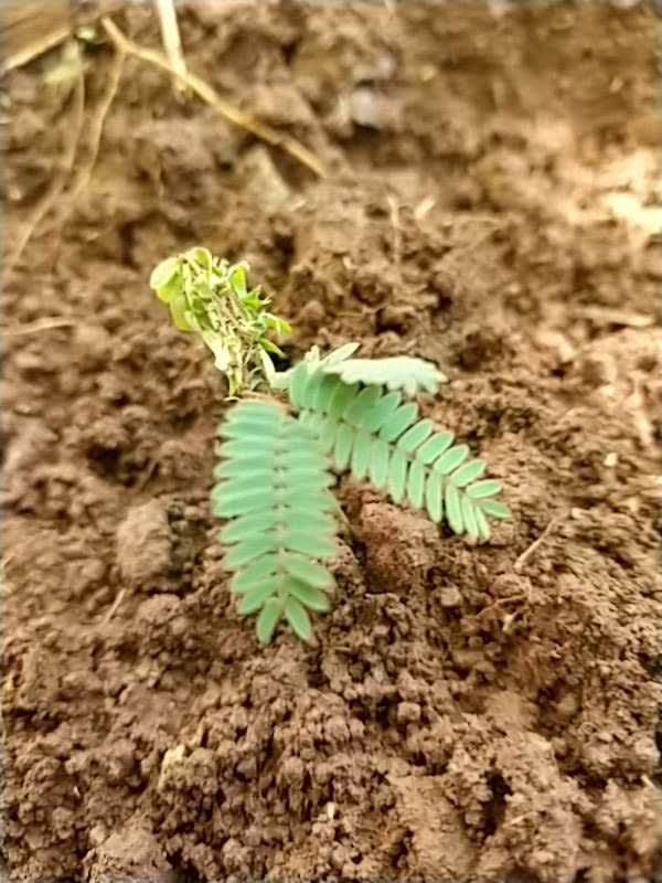 tree image