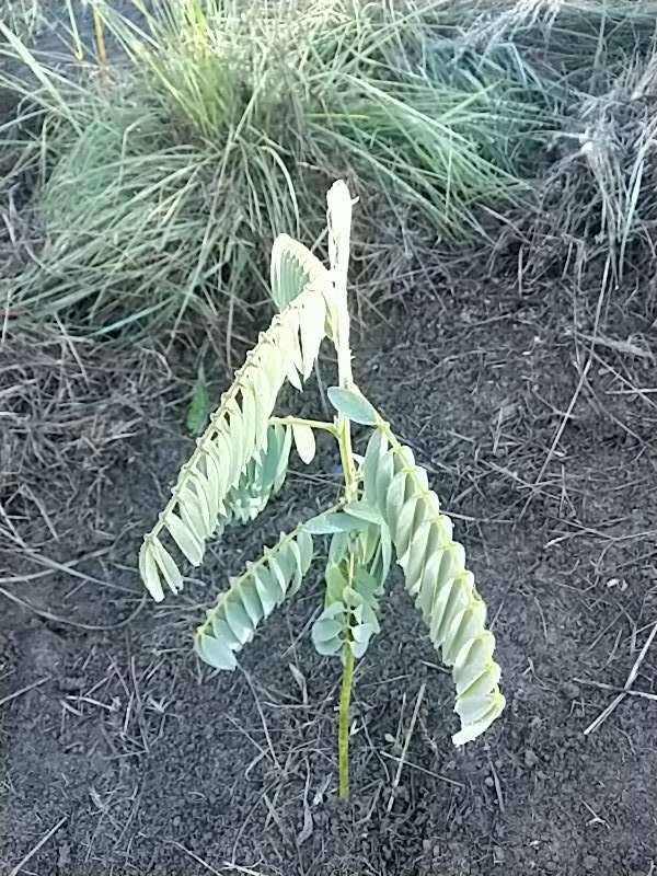 tree image