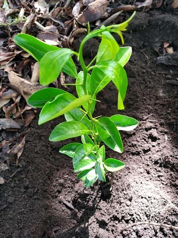 tree image