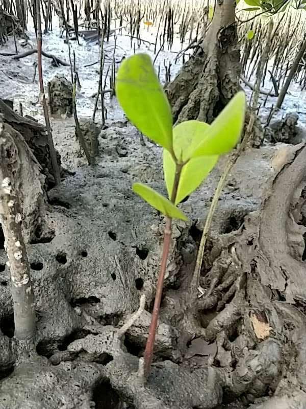 tree image