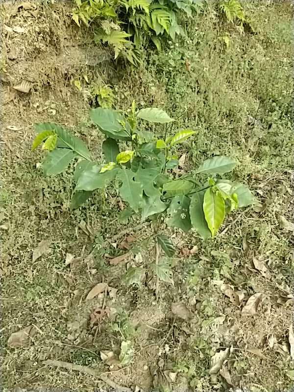tree image