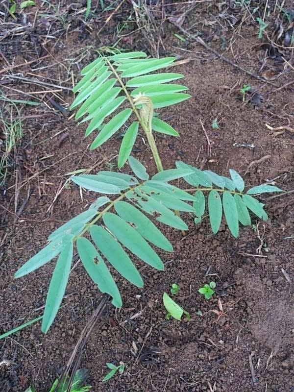 tree image