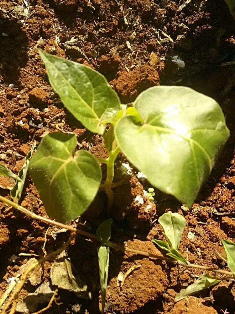 tree image