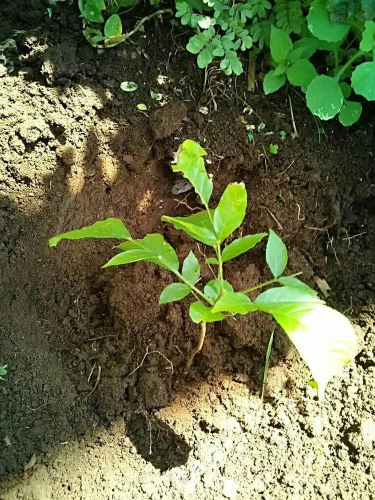 tree image