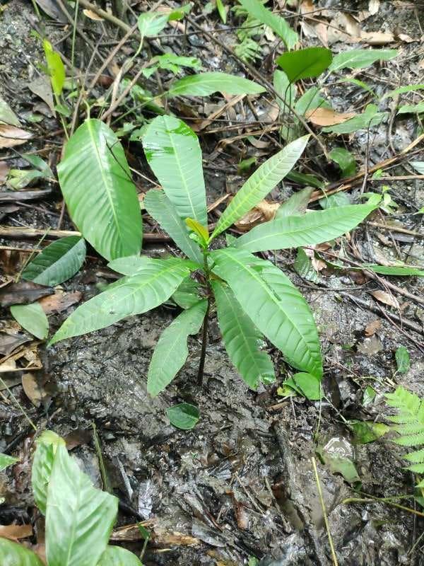 tree image