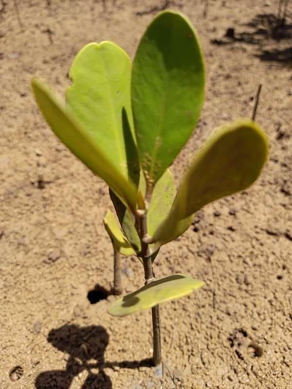 tree image