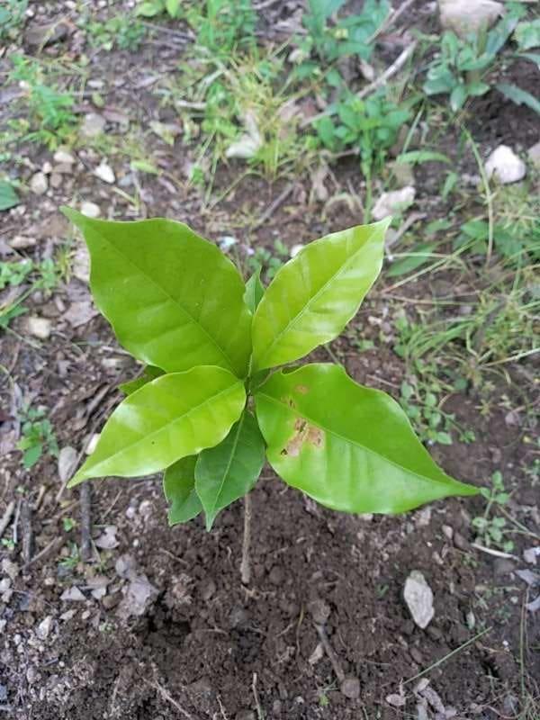 tree image