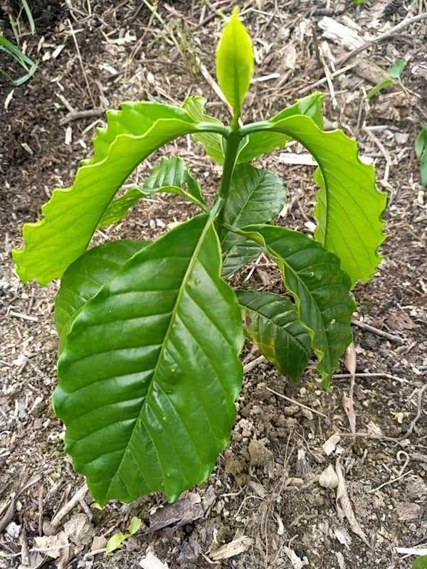 tree image