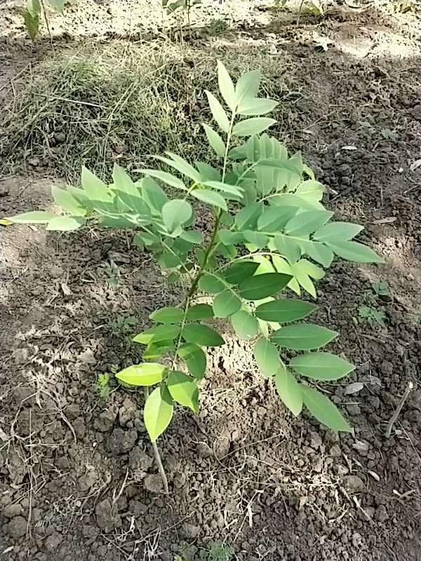 tree image