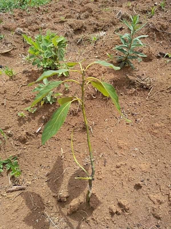 tree image
