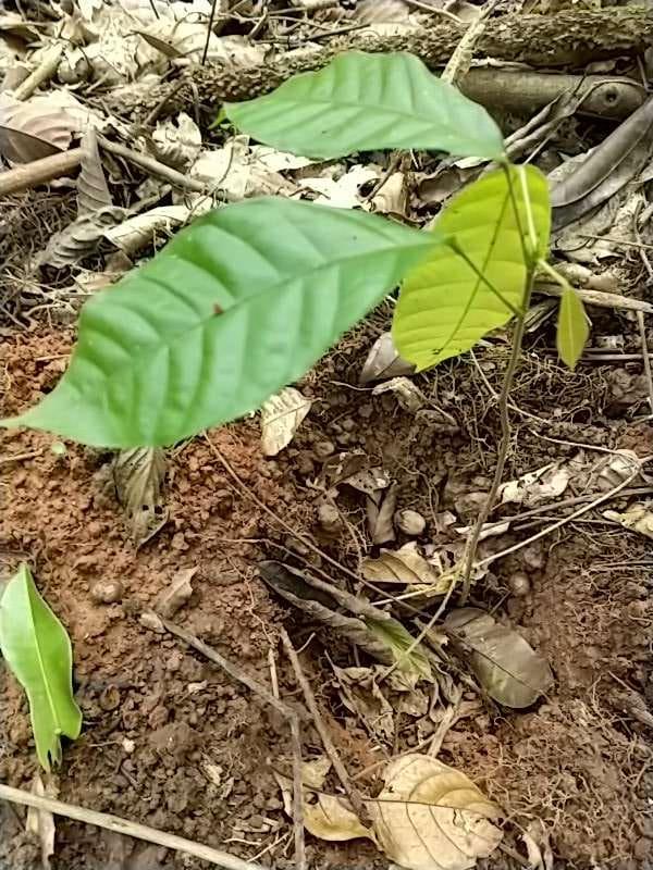 tree image