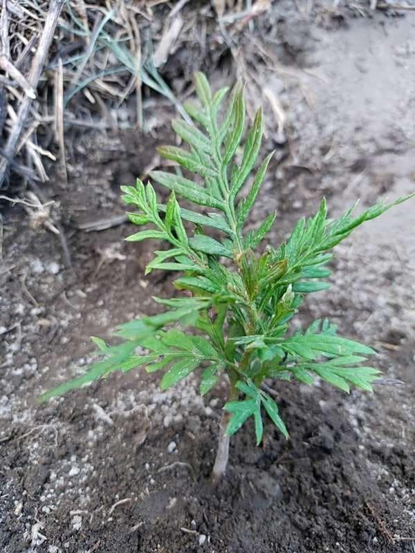 tree image