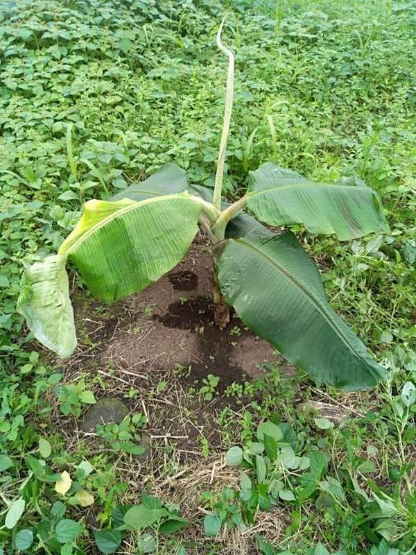 tree image