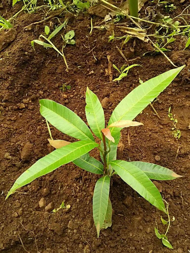tree image