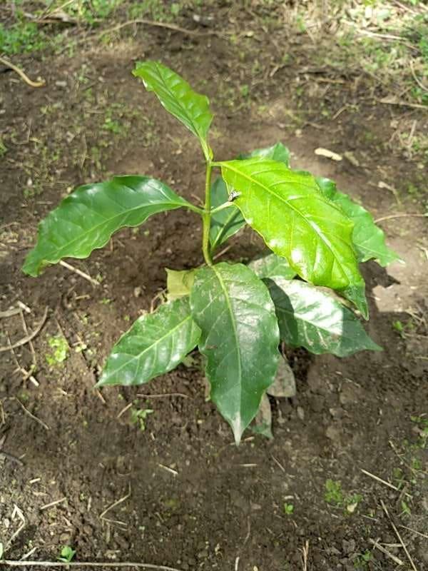 tree image