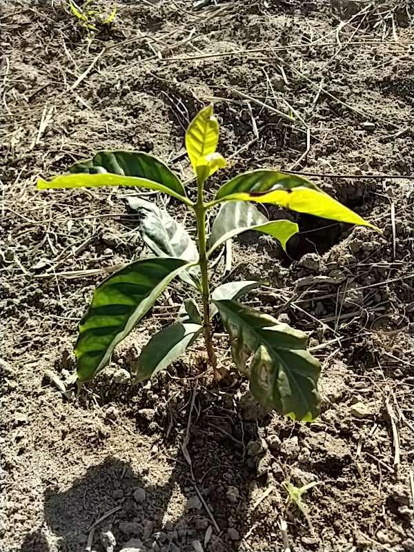 tree image