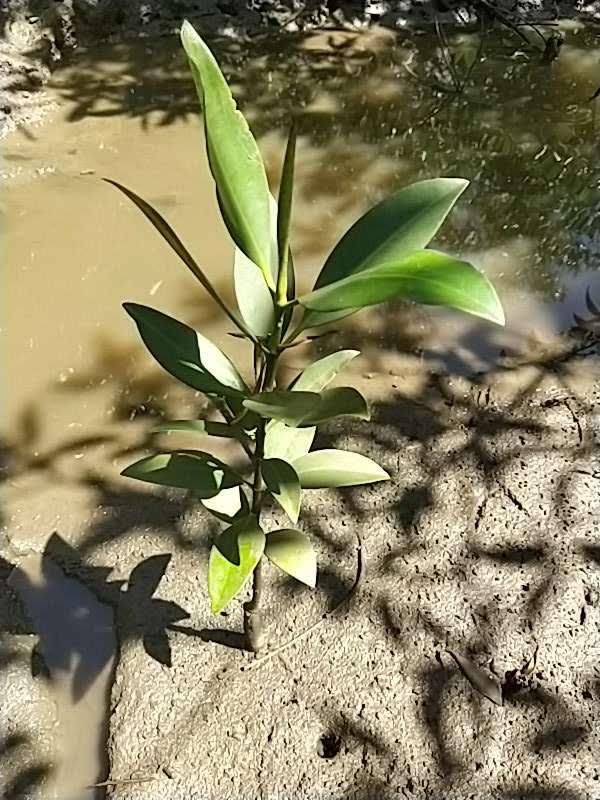 tree image