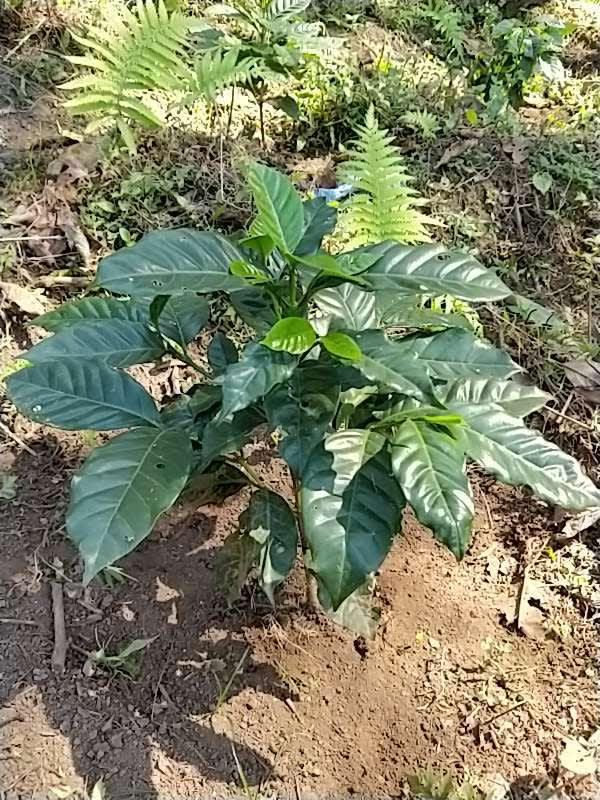 tree image