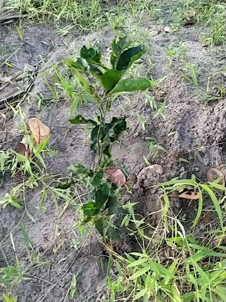 tree image