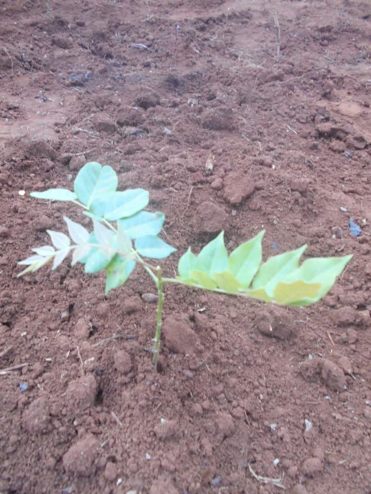tree image