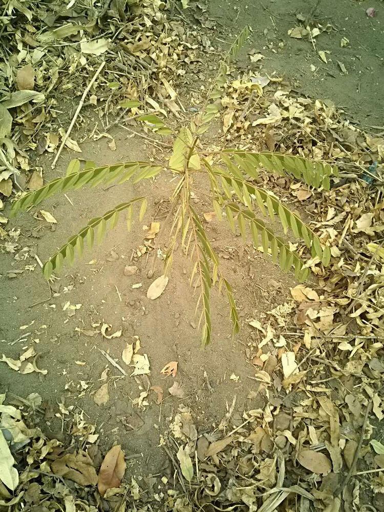 tree image