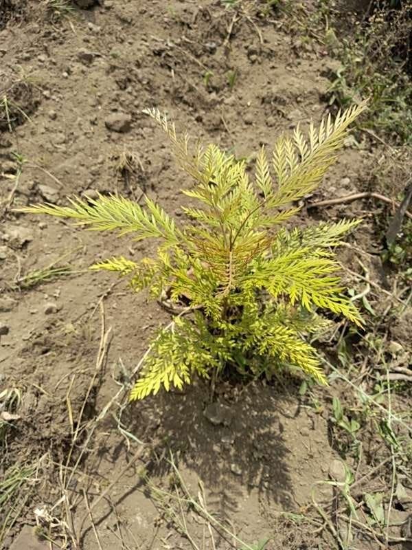 tree image