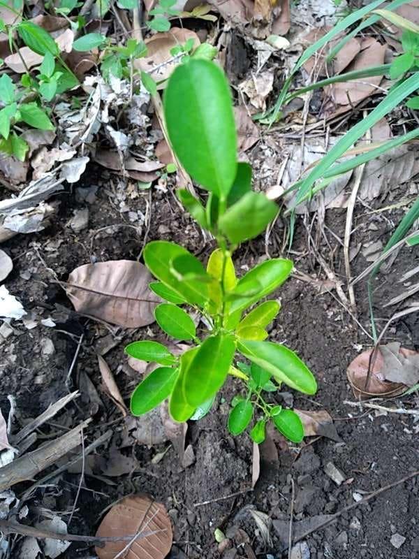 tree image